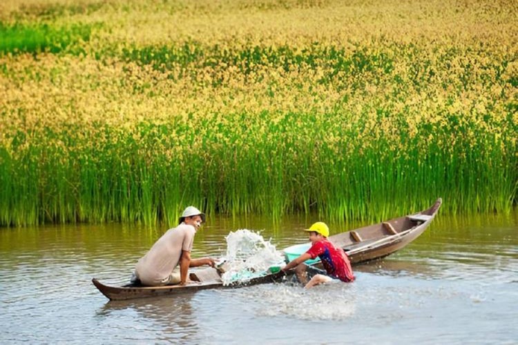 những cánh đồng lúa chín mùa nước nổi