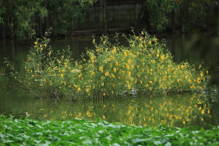 bông điên điển mùa nước nổi