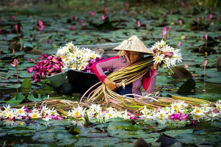 bông hoa súng nở rộ mùa nước nổi