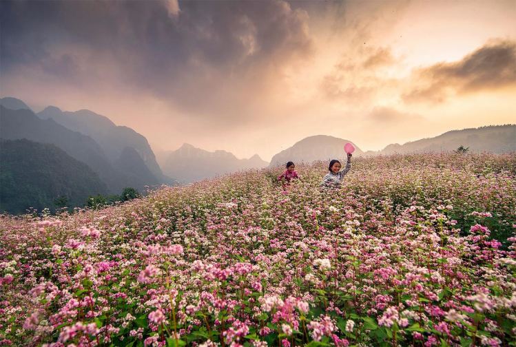 tháng 11 nên đi du lịch ở đâu Hà Giang mùa tam giác mạch